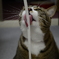 びよよーんをぺろろーん