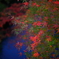 やや紅葉