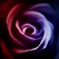 『 Beautiful rose of darkness 』