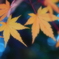 黄色もみじ♪