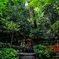 鞍馬寺への道中の森