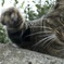 猫パンチ！！