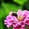 pink flower