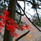 紅葉