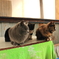 猫はこたつで・・・