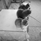 猫はこたつで...？