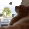 猫ちゃん