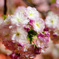 大阪 造幣局 桜の通り抜け