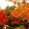 三色紅葉