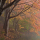 foggy pond