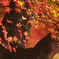 紅秋