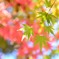 紅葉前