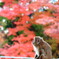 サルも紅葉