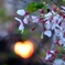 桜とハート形の灯篭