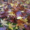 紅葉の絨毯