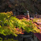 秋の神橋。