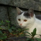 マロくん