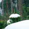 冠雪