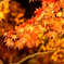 ライトアップ紅葉