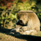 京都嵐山のサル01