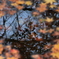 紅葉の時期も終盤
