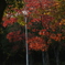 ほんのり紅葉