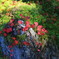 小さな紅葉