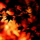 紅葉ライトアップ