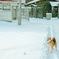 雪をみながら想うこと
