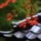 清水寺の紅葉３