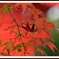 宇部 琴崎八幡宮の紅葉