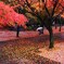 紅葉雨日