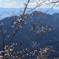 初桜、きまぐれに。