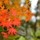 紅葉