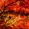 yoru-momiji