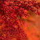 紅
