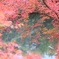 紅葉。