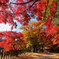 紅葉参道