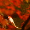 鯉紅葉