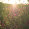 Flower sunshine 1