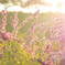 Flower sunshine 2