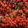 白鳥庭園の紅葉