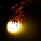 玄宮園の秋夜２