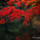 鎌北湖の紅葉その7