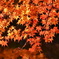 佛通寺の紅葉（紅）