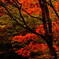 蓼科の紅葉　　_8239