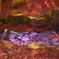 「紅の絨毯」