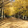 昭和記念公園　並木_9999_251