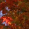 ご近所紅葉　もみじ