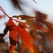 ご近所紅葉　虫食い